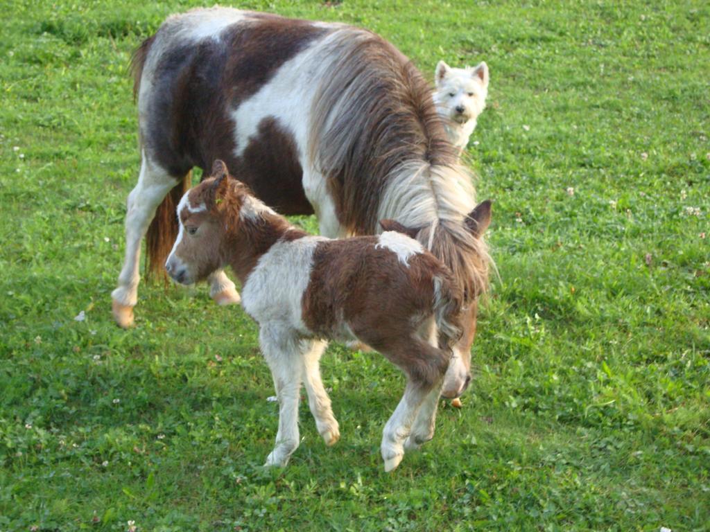 Winnewieser ヴァンドーイエス エクステリア 写真