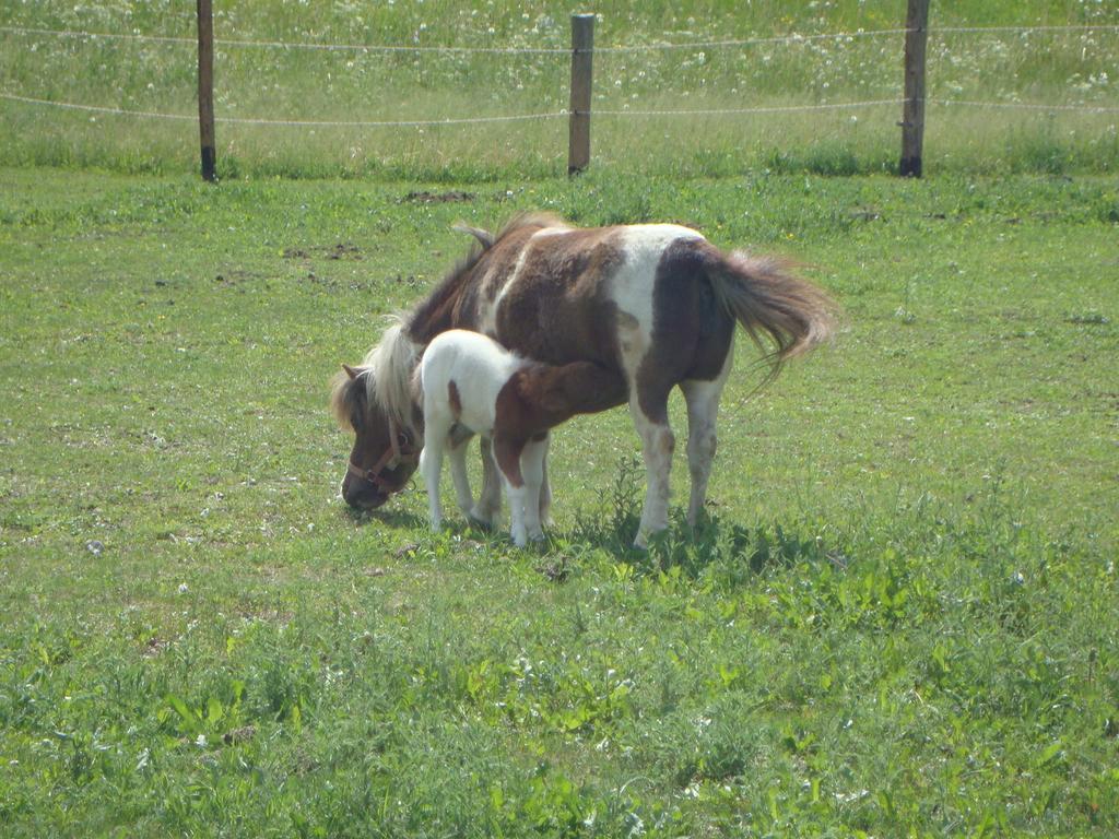 Winnewieser ヴァンドーイエス エクステリア 写真